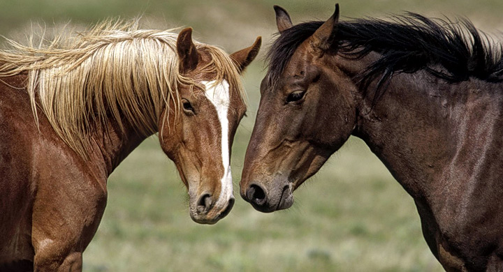 Los caballos pueden comunicarse con nosotros y además nos comprenden