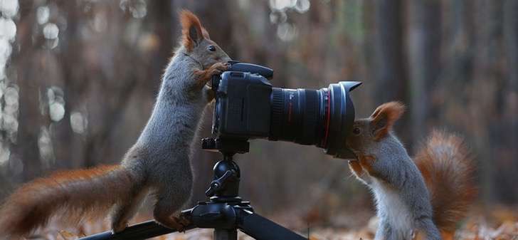 Este fotógrafo ruso capturó la más tierna y memorable sesión de fotos de traviesas ardillas