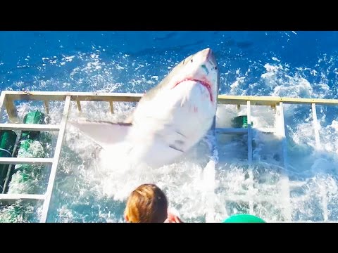 Enorme tiburón blanco queda atrapado en jaula con un instructor de buceo en México