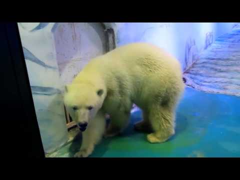 ¡Una gran noticia! Pizza, el oso polar más triste del mundo al fin consiguió un nuevo hogar