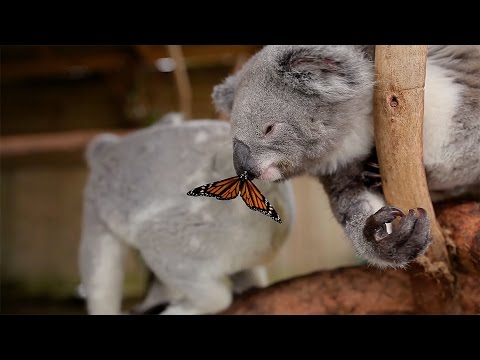 Mira este tierno viral donde un koala juega con una hermosa mariposa