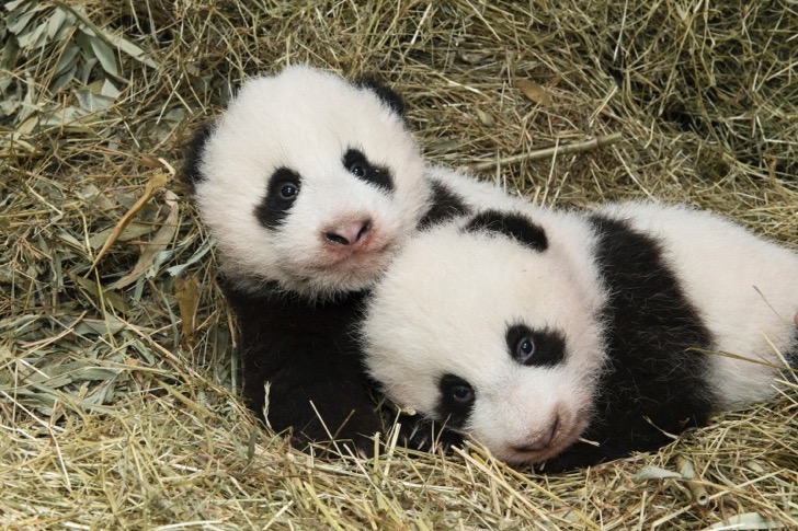 Estos pandas gemelos fueron bautizados en una ceremonia y sus nombres son tan adorables como ellos