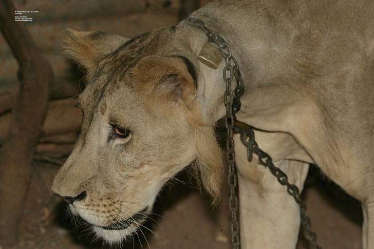 Este león en cautiverio perdió su melena por culpa de las cadenas. La libertad fue su salvación