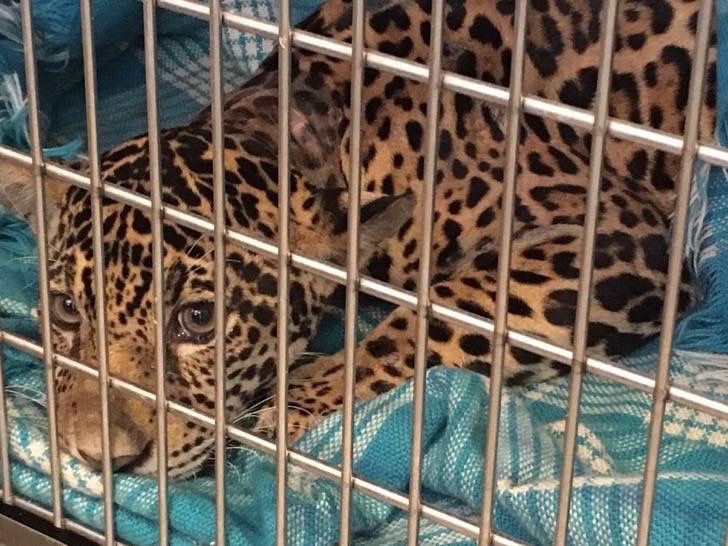 Este pequeño jaguar ecuatoriano escondía un triste secreto dentro de su cuerpo