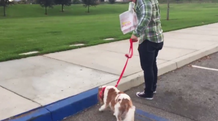 Llevó a su perro al último paseo por el parque. La gente de Twitter no puede contener las lágrimas