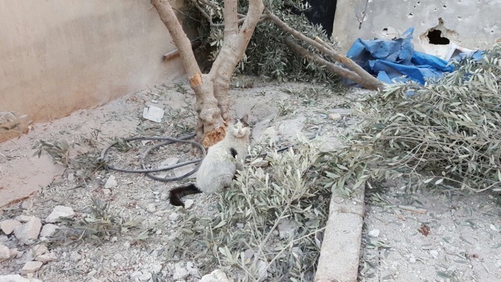 El refugio para gatos abandonados en Siria ha sido gravemente bombardeado