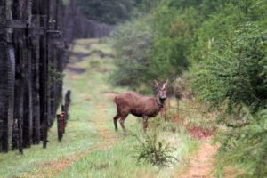 La emocionante iniciativa que permitió el regreso del huemul a la Región de Los Ríos