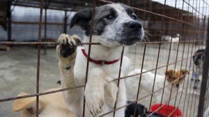 Supuesta animalista y defensora de los animales es acusada de exterminar a miles de perros y gatos