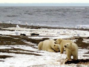 Las temperaturas del Ártico han alcanzado niveles alarmantes, a pesar de que el invierno está por comenzar