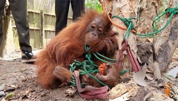 Amarraron a esta pobre orangután a un árbol para que alguien la comprara como mascota