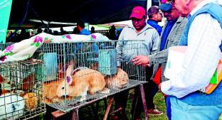 Se ganan la vida con crianza de conejos, en Jojotitlán