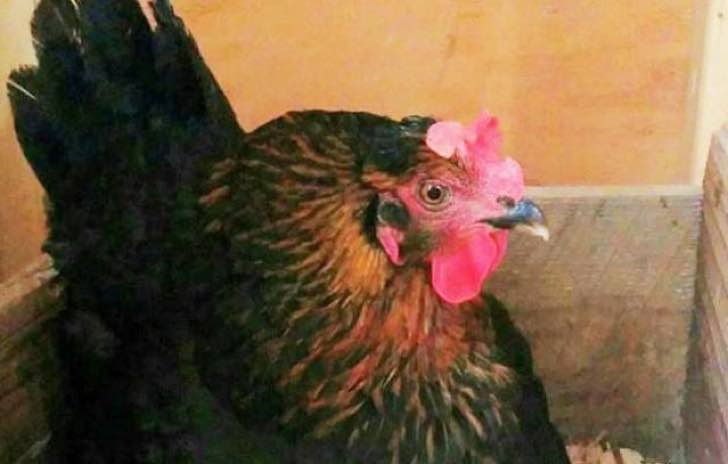 Esta gallina estaba muy deprimida hasta que encontró a un pavo huérfano y le cambió la vida