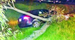 Tortolitos se estampan contra árbol, en Toluca