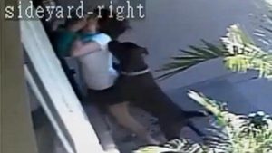 (+Video) Madre aguanta los mordisco de dos perros para salvar a su hijo del ataque de canes