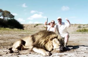 Dos cazadores posaban junto a un León muerto. Minutos más tarde, sucedió la venganza…