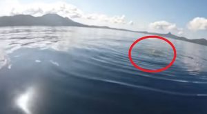 (Video) Increíble: Turistas graban a un tiburón tigre devorando a una vaca en medio del mar