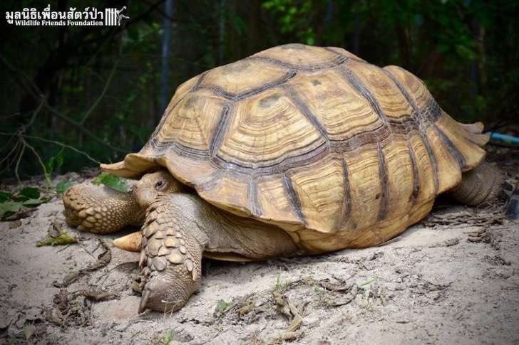 Este ternero y esta tortuga compartieron luego de ser rescatados. ¡Ahora son los mejores amigos!