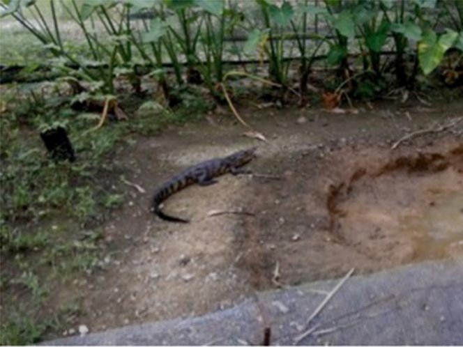 Cocodrilo merodeaba zona urbana de Coatzacoalcos, Veracruz