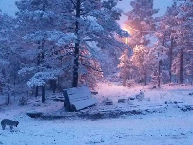 Alerta en Chihuahua por frío intenso; nieve alcanza los 50 cm