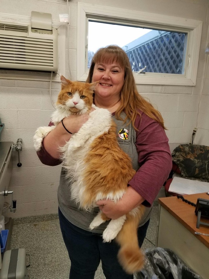 Este gato gigante fue abandonado en un refugio, pero en tan sólo horas encontró un nuevo hogar