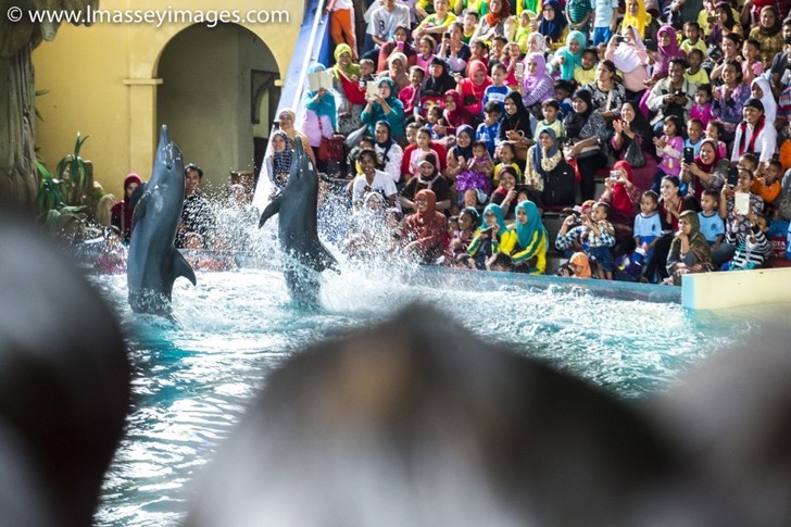 En este cruel circo de Indonesia, los delfines son forzados a saltar a través de aros de fuego