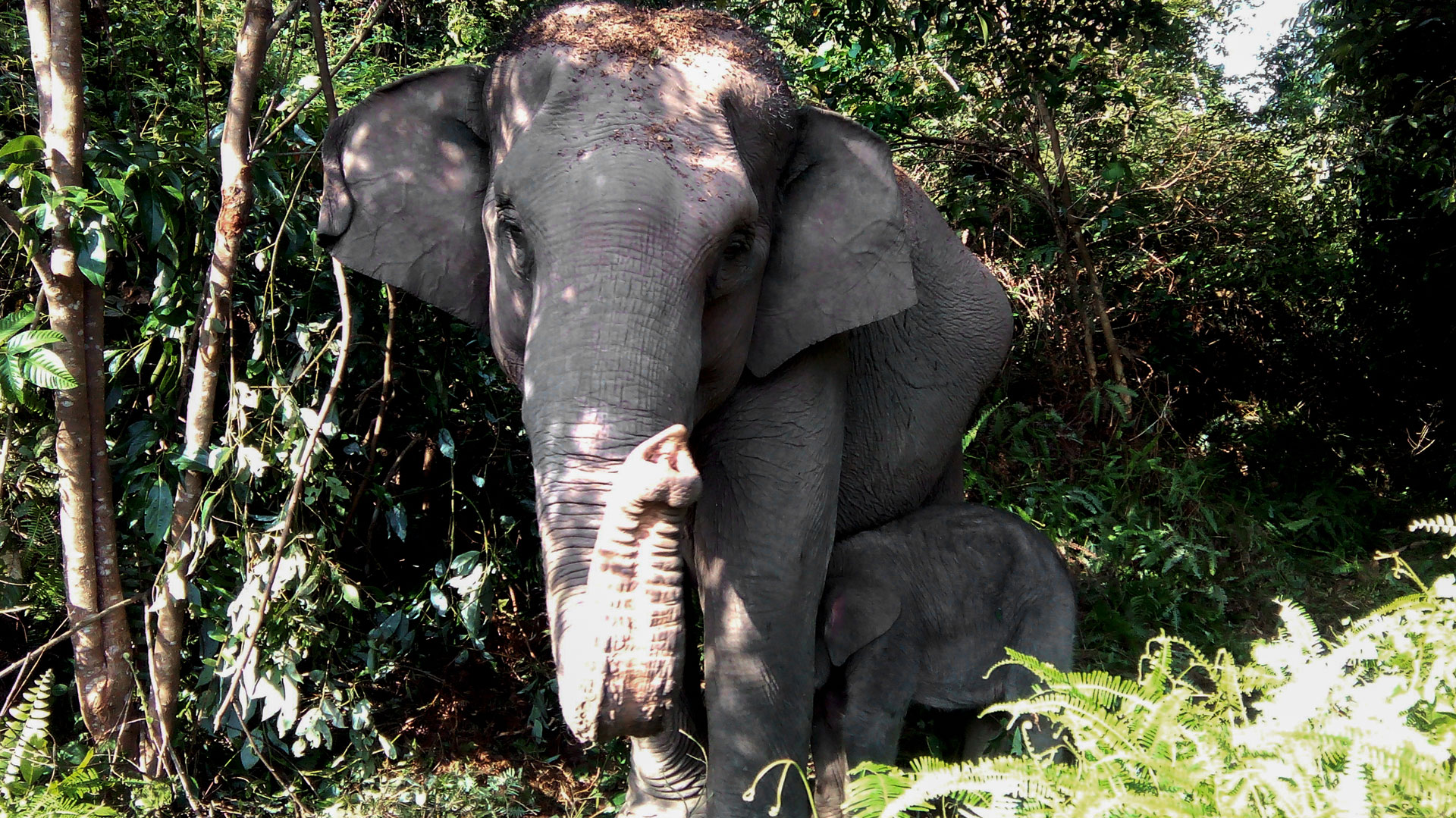 Por la caza furtiva, ahora los elefantes del África nacen sin colmillos