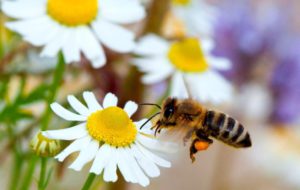 Ingenieros ya han puesto en marcha a pequeños robots y drones para polinizar flores