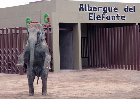 Anuncian muerte de un elefante en Parque Ecológico de Ecatepec