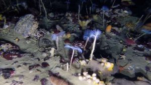 Un robot submarino revela la variada y colorida fauna que hay debajo del hielo antártico