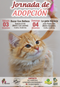 “¿Puedo compartir tu vida?”: Organizan jornada de adopción de gatos de todas las edades