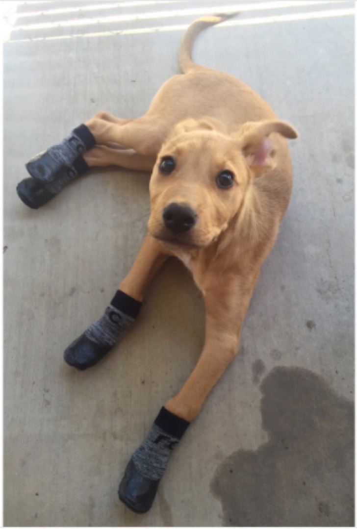 17 cachorros usando pequeños zapatos que te derretirán el corazón