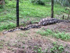 Dos hombres hallaron esta enorme serpiente en el bosque. No vas a creer lo que había devorado.