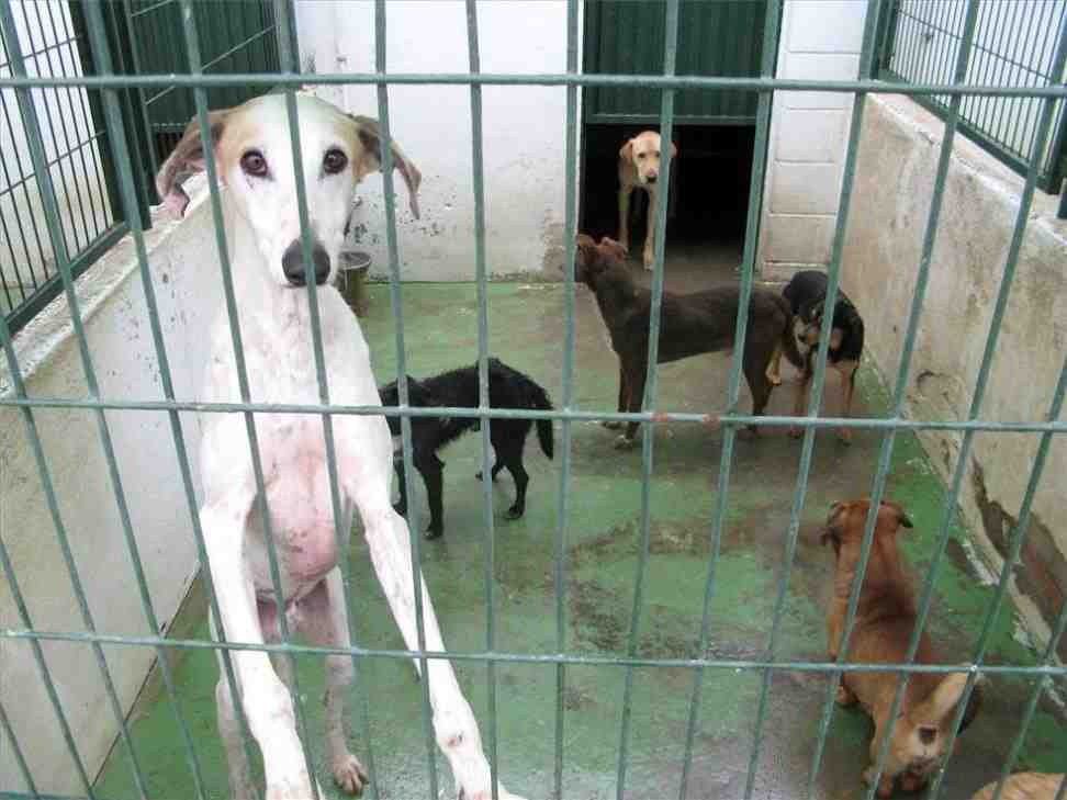 Prohíben en Madrid sacrificar animales abandonados