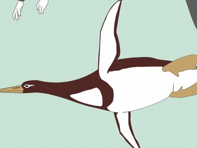 Pingüino prehistórico tenía el tamaño de un ser humano