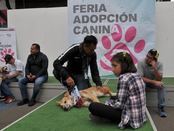 Papás: Eviten regalar animales como juguetes