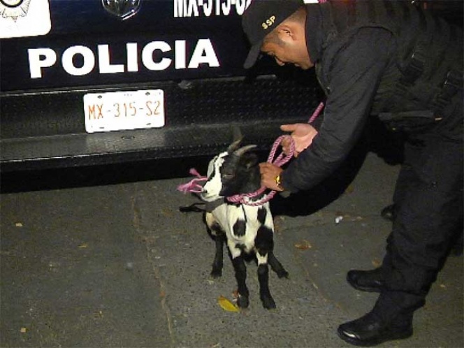 ¿Qué hacía esta chiva en el Parque de los Venados?