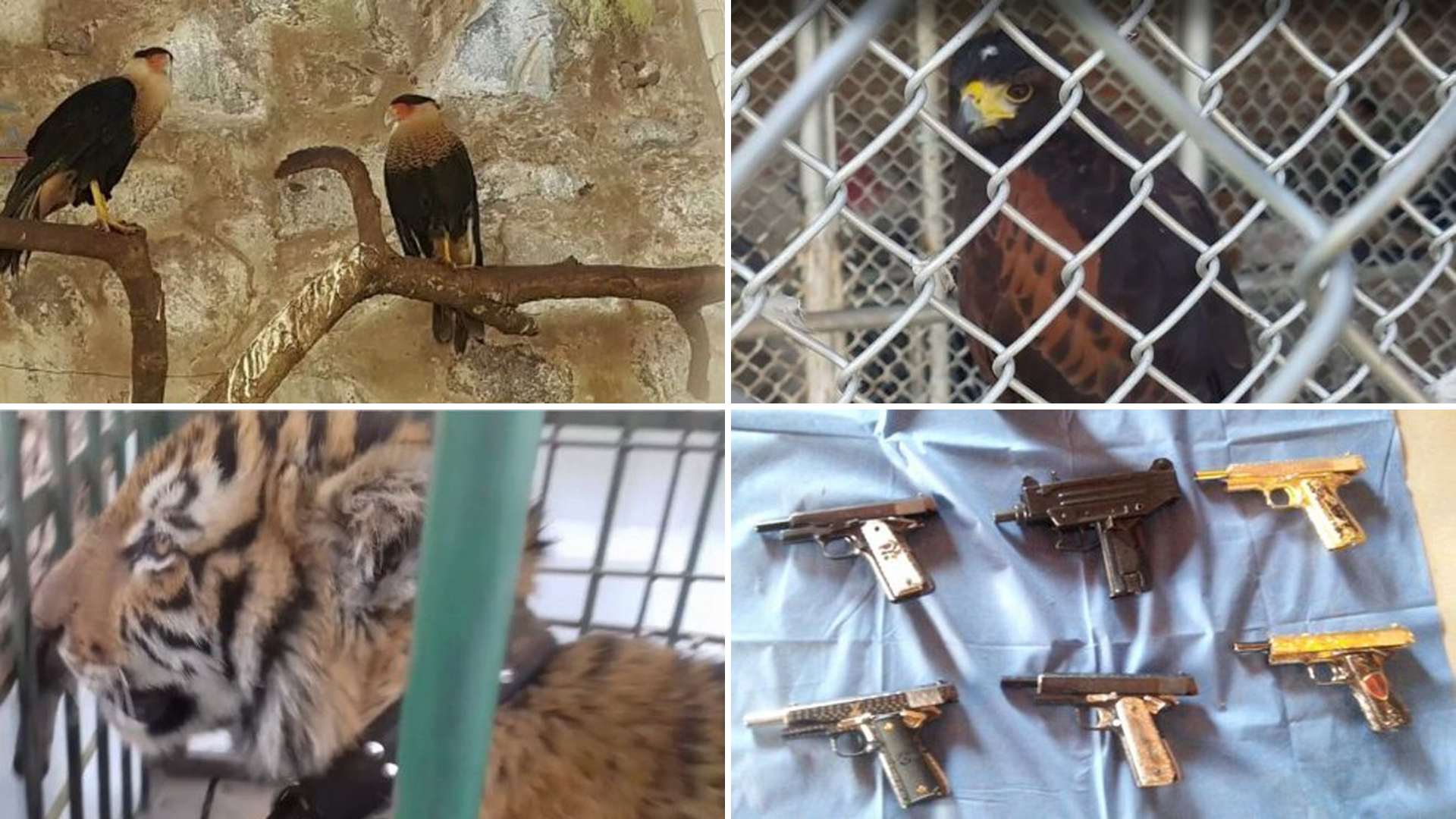 Un tigre, águilas, tucanes, guacamayas y pistolas bañadas en oro: así era el rancho de "Don Chelo", el último capo narco caído en México