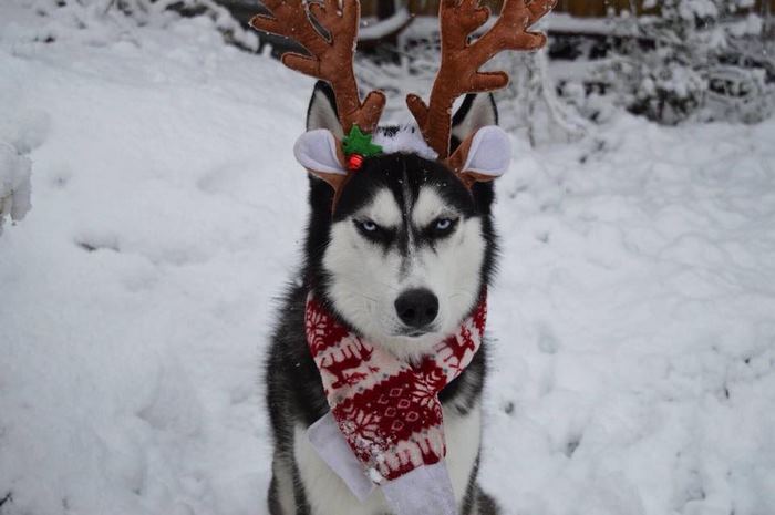 Éste es el perro que odia la Navidad