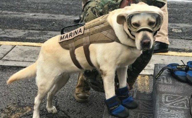 ¿Eres fan de Frida? La Policía Federal pone en adopción a perros jubilados