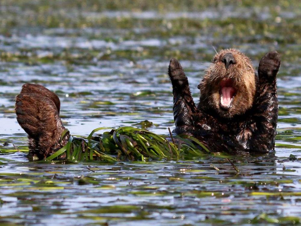 Estas son las fotos de animales más divertidas del año