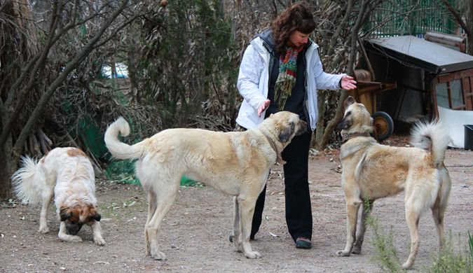 ¿No tienes planes para fin de año? Mira cómo viajar por el mundo gratis cuidando perros