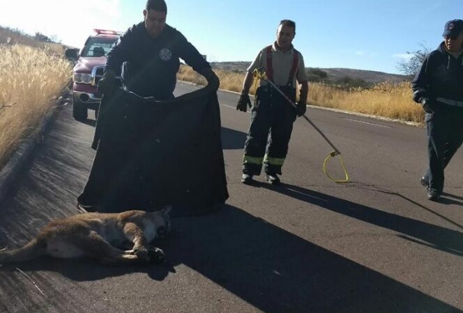Arrollan a puma y lo abandonan en carretera de Aguascalientes