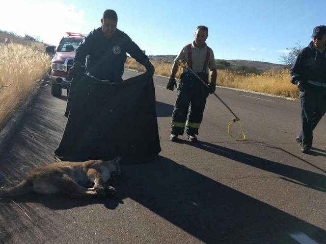 Arrollan a puma y lo abandonan en carretera de Aguascalientes