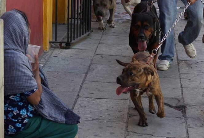 Detienen a dueña de pitbull tras agresión a un niño de 6 años