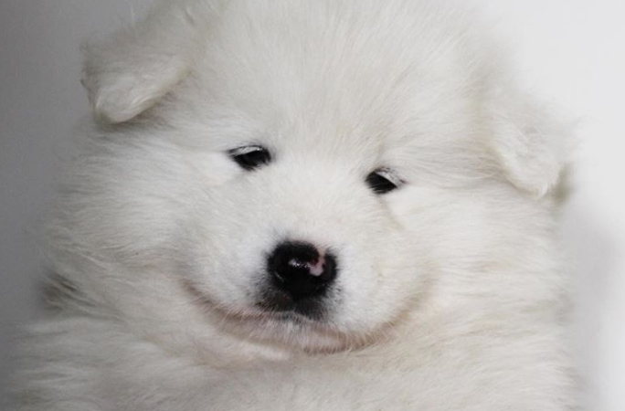 18 fotografías que demuestran por qué los Samoyedo son simplemente perfectos. Son tan esponjosos