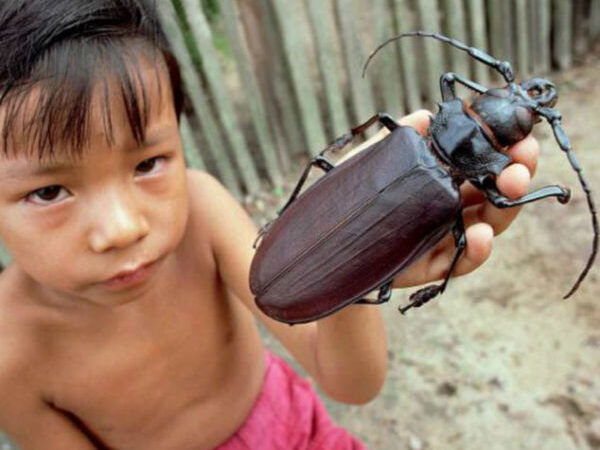 Titanus Giganteus, CONOCELO aquí 