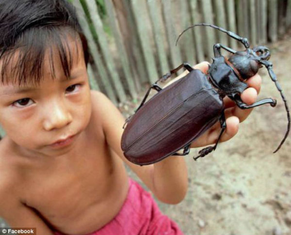 Titanus Giganteus, CONOCELO aquí 