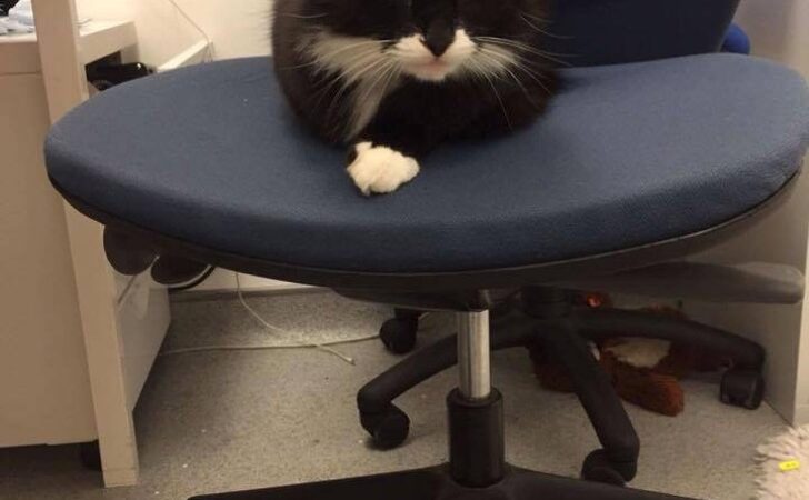 Este gato se escapaba de casa todos los dias. Se convirtió en jefe de un local
