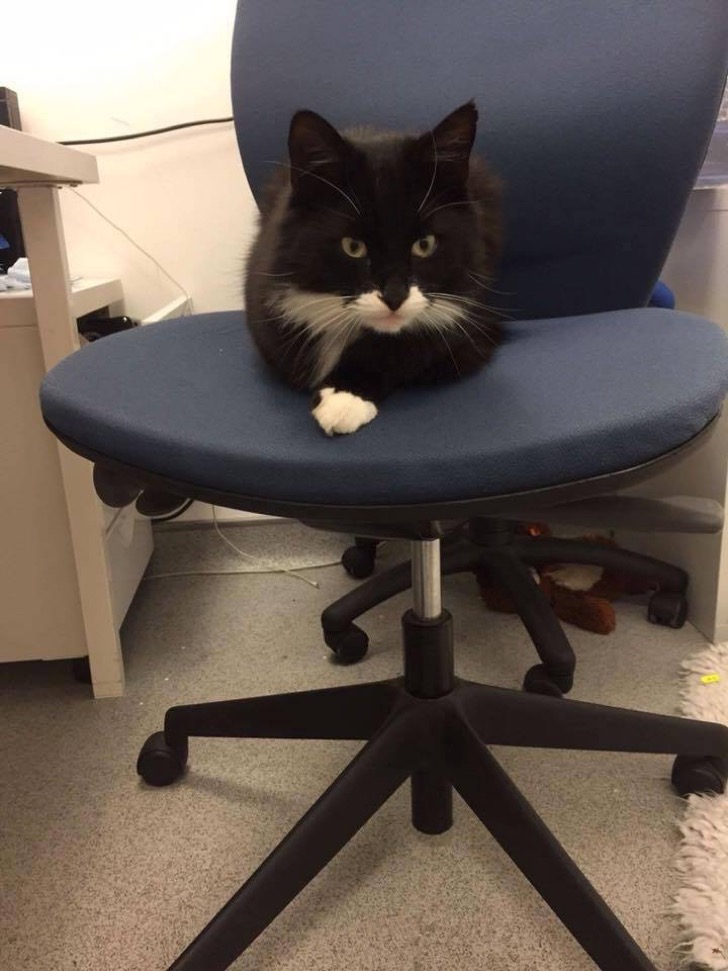 Este gato se escapaba de casa todos los dias. Se convirtió en jefe de un local