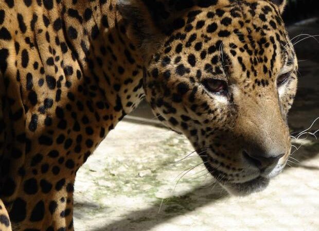 Reportan que el jaguar mexicano está al borde de la extinción